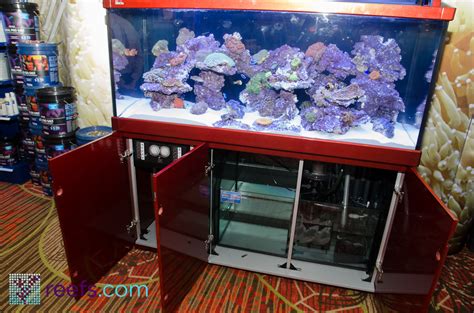 red sea aquarium official site